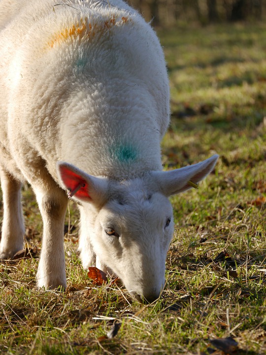 The Future of Stock Investment in Australia: What Investors Need to Know